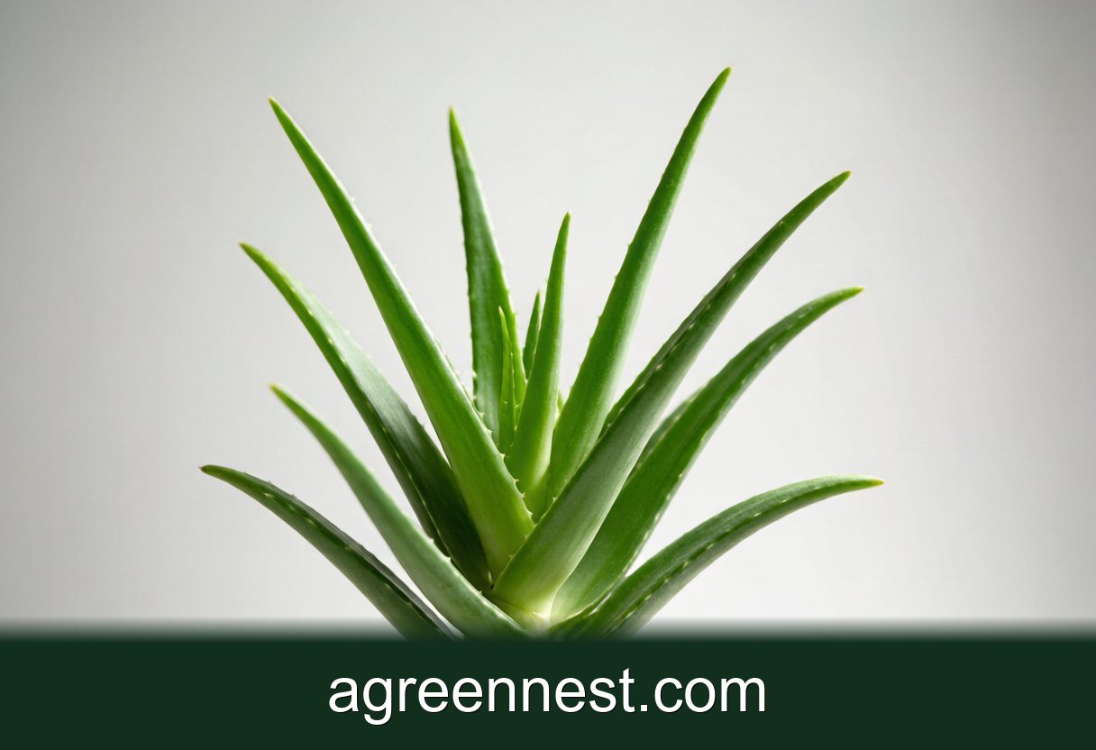Climbing Aloe Care Guide (Aloe ciliaris)