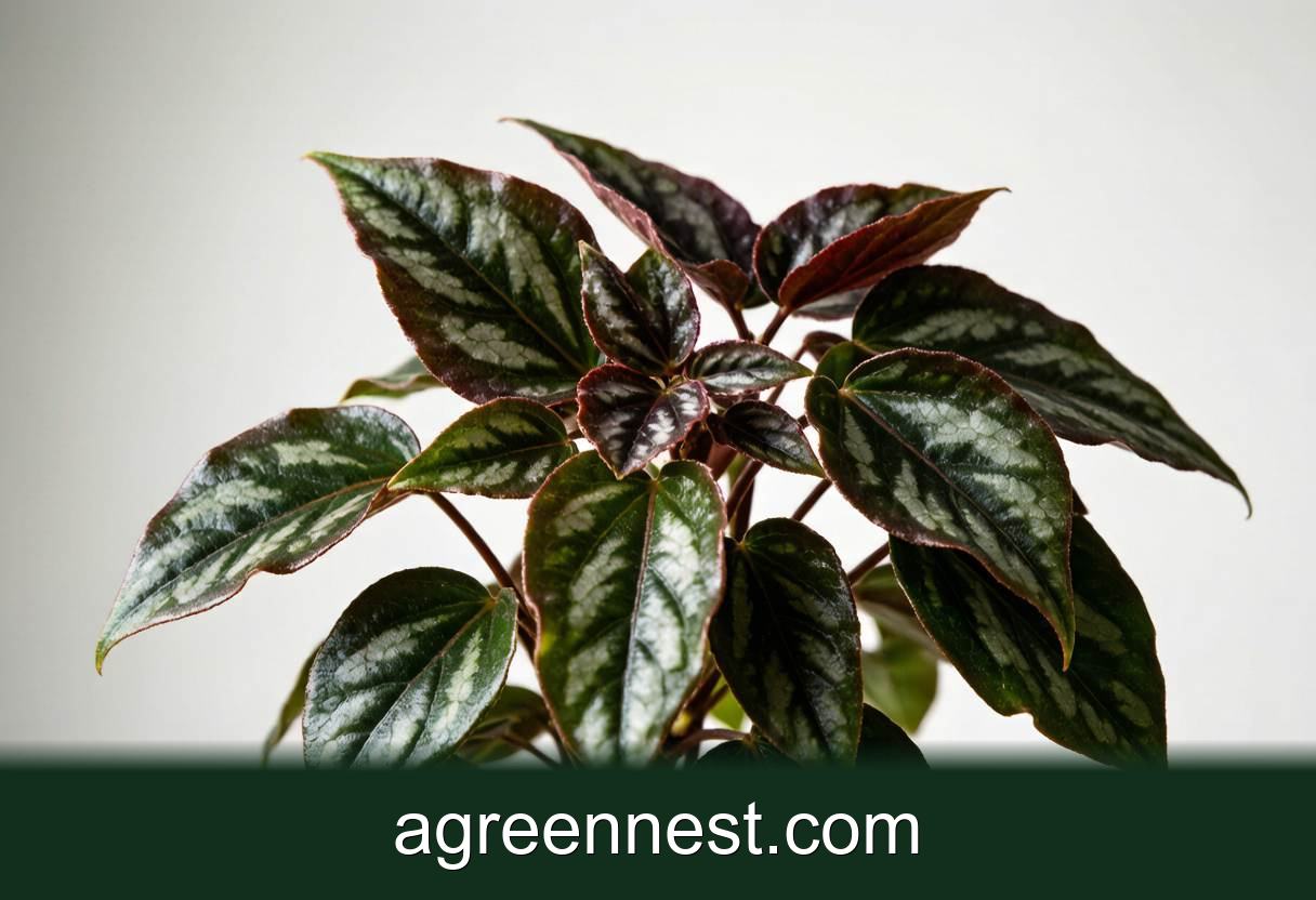 Iron Cross Begonia Care Guide (Begonia masoniana)