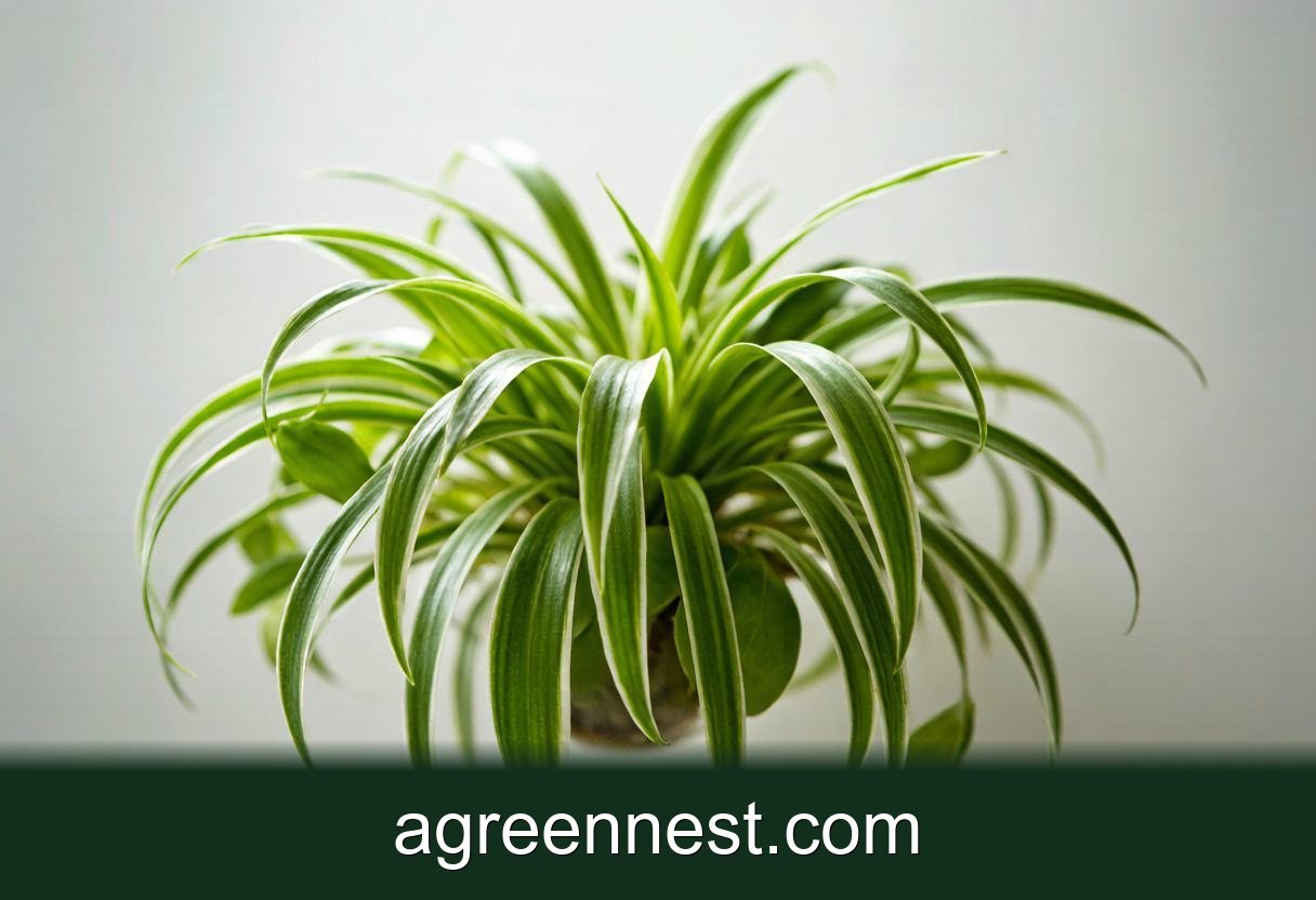 Spider Plant Care Guide (Chlorophytum comosum)