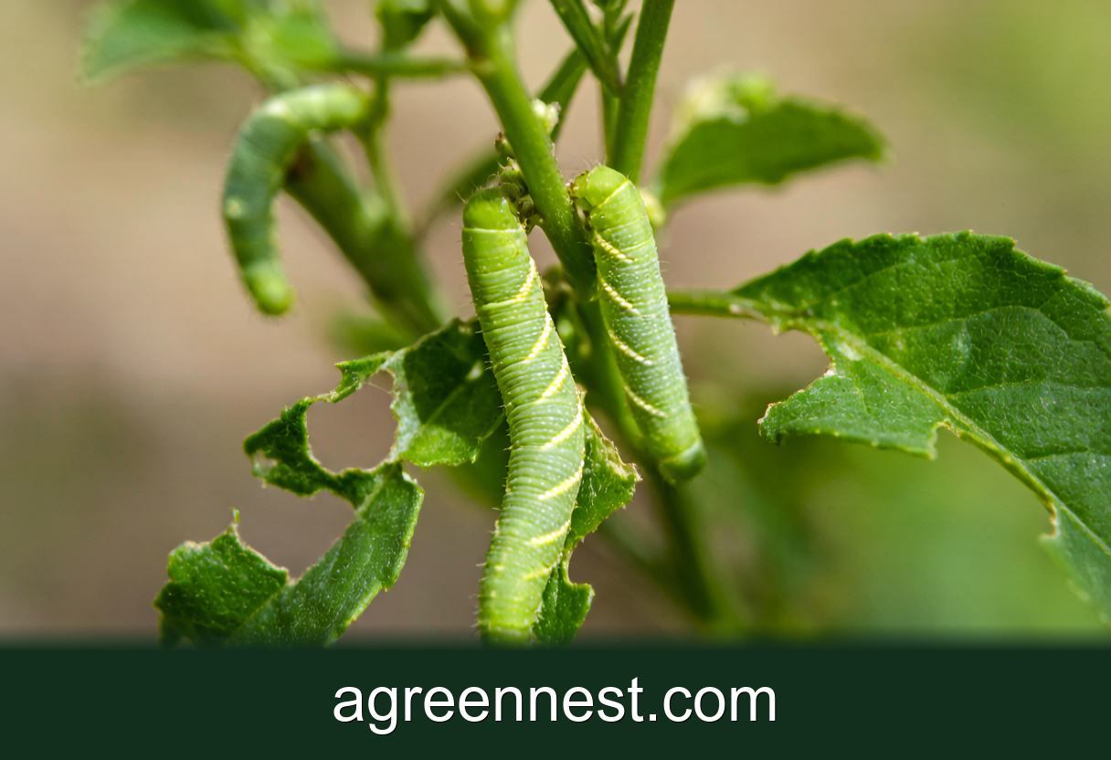 Caterpillars on Plants: Chewed Leaves & Quick Fixes