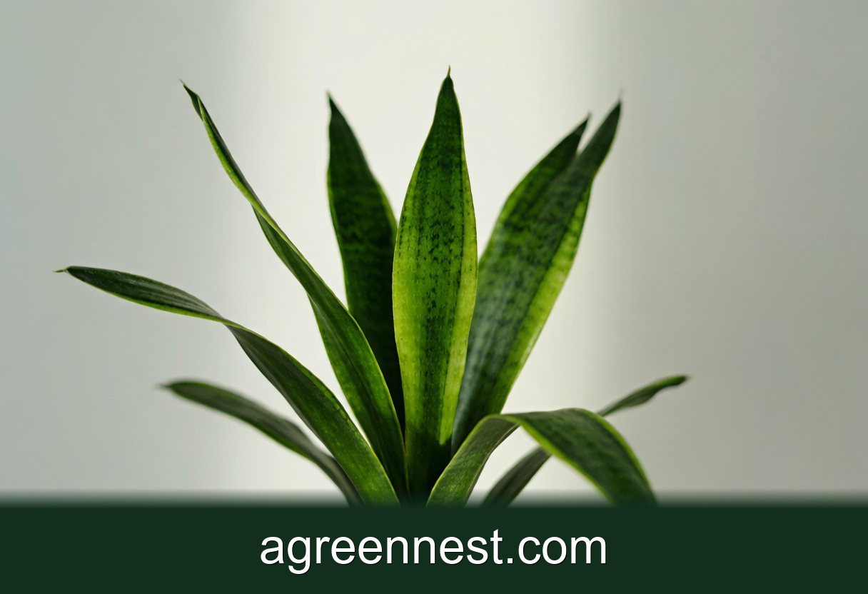 Dracaena Care: 3 Species for Beginners