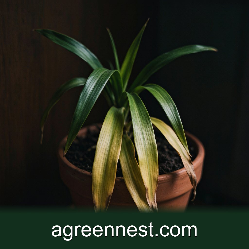 Low-Light Indoor Plants — Overwatering in Low Light: Signs and a 48-Hour Fix