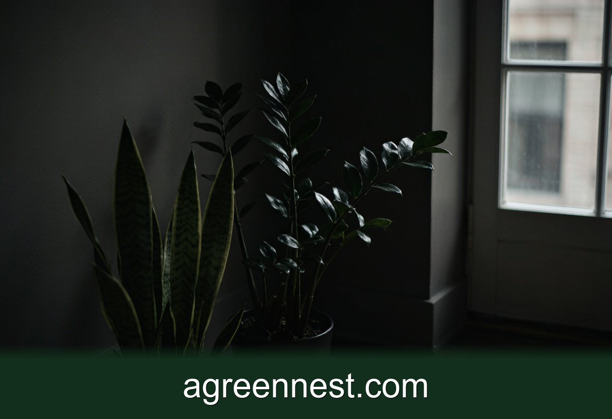 Low-Light Indoor Plants — 6 Low-Light Plant Myths, Busted