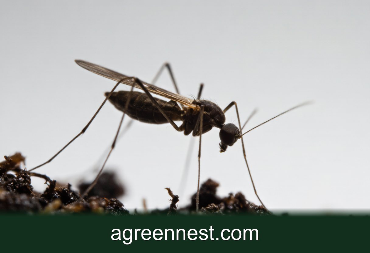 How to Deal With Fungus Gnats