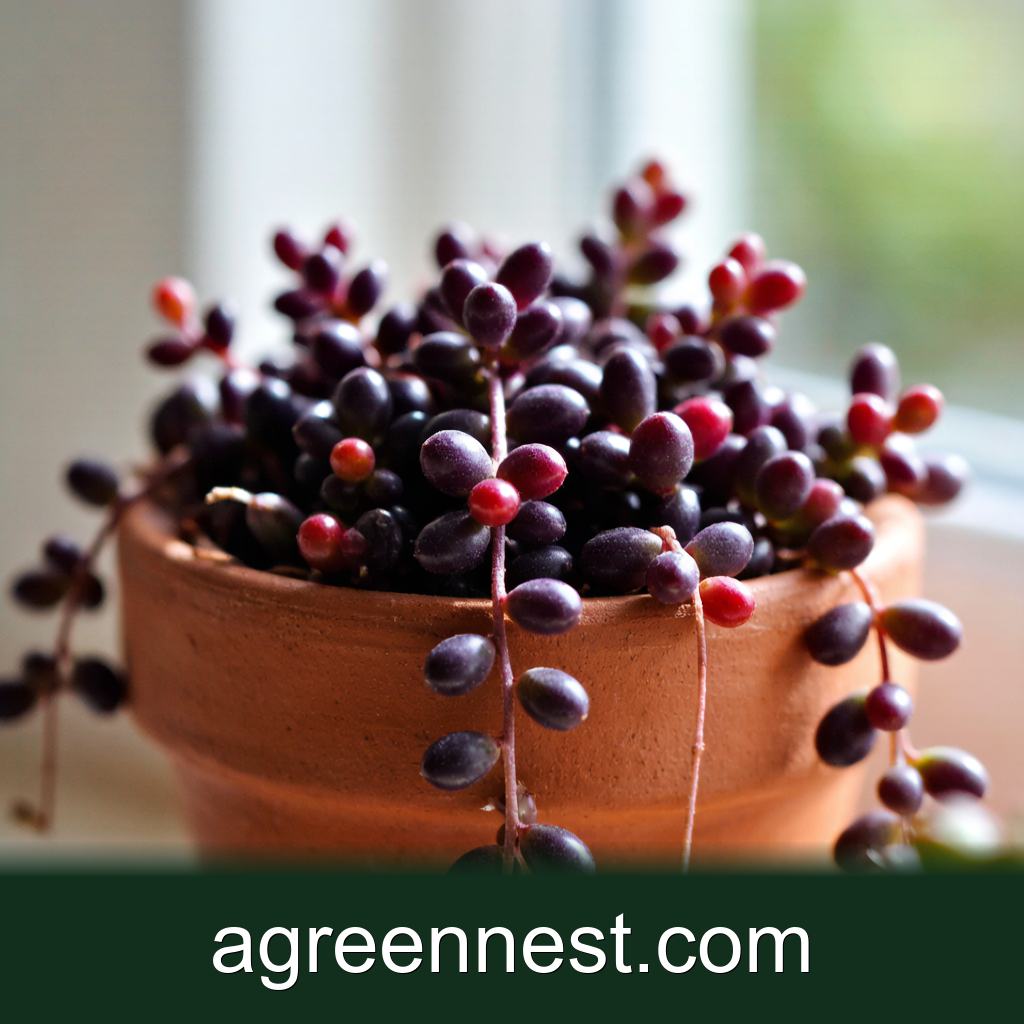 Succulent Care — Ruby Necklace (Othonna capensis) Care Guide