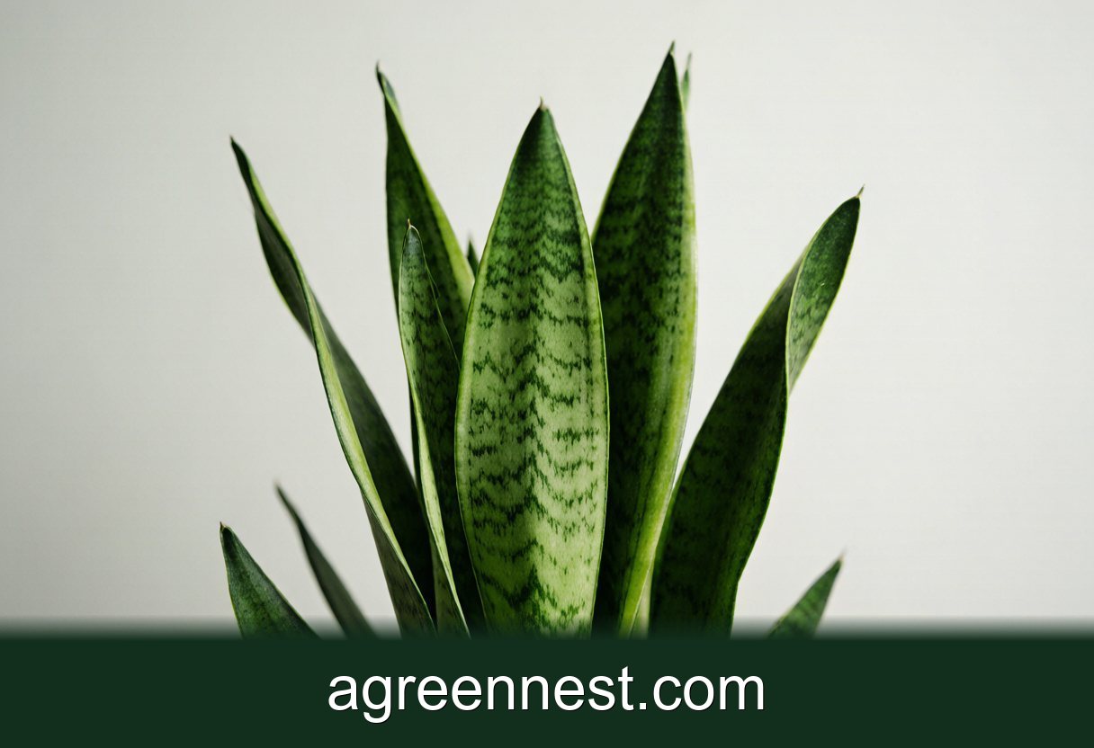 Snake Plant Care Guide (Sansevieria trifasciata)