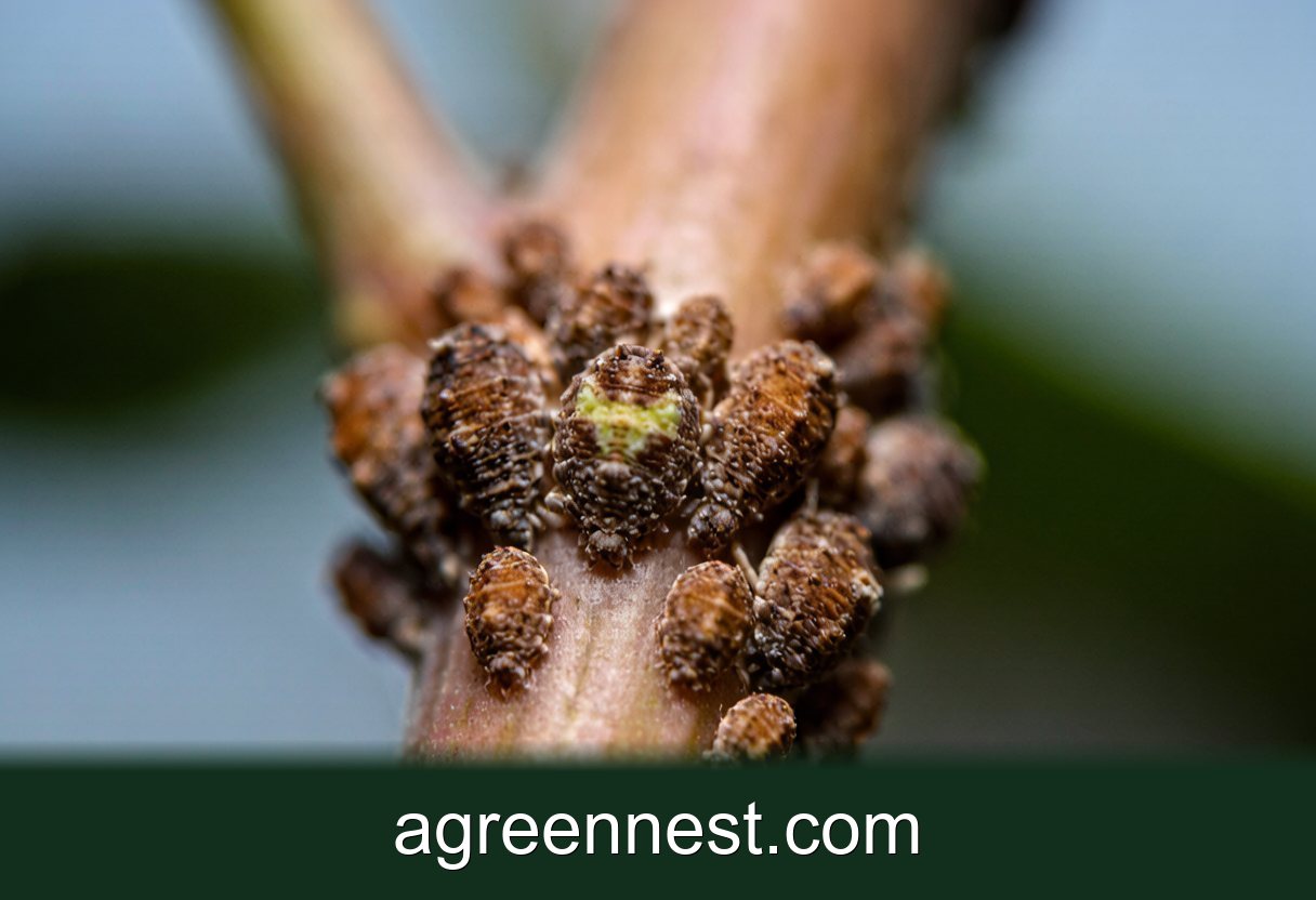 Scale Insects on Houseplants: Identification and Treatment