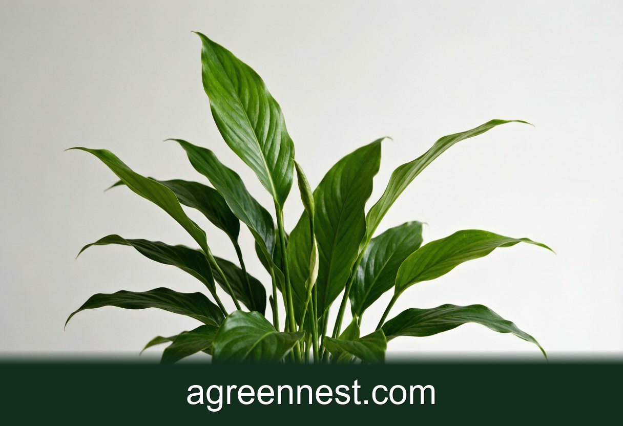 Peace Lily Care Guide (Spathiphyllum wallisii)