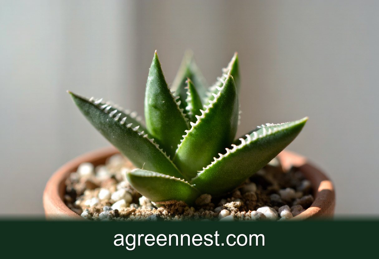 Succulent Care — Tiger Jaws: The Succulent That Bites Back